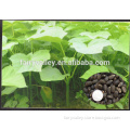 High Purity High Sprouting Rate Jatropha curcas seeds for Planting